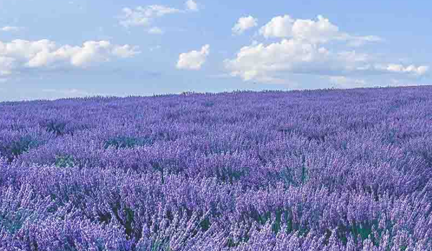 Oshadhi Premium Lavender 10ml