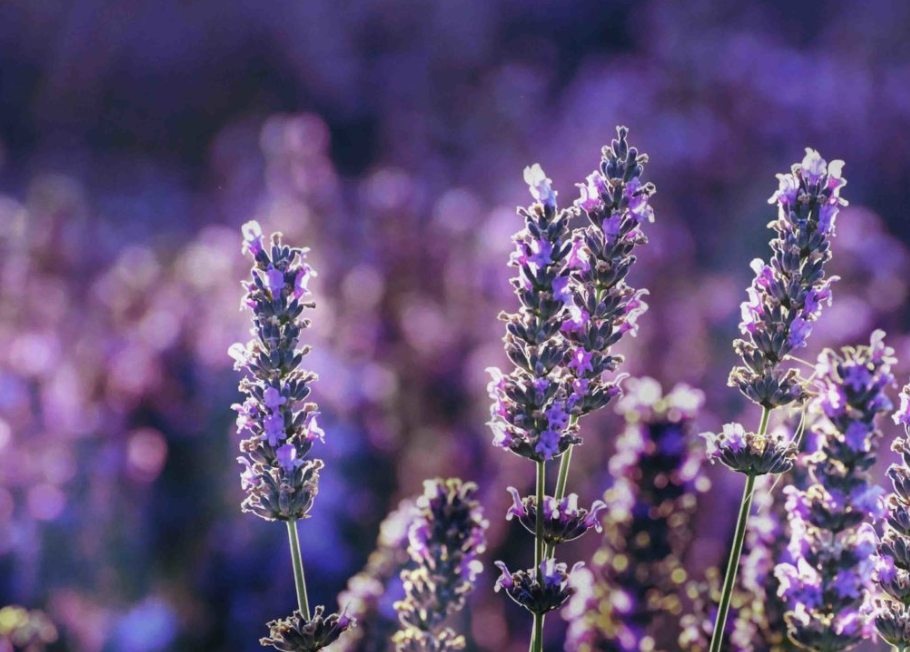 Oshadhi Premium Lavender 10ml