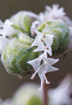 Wala 陰道凝膠 天然成分 Majorana vagunal gel 30克 / 100克