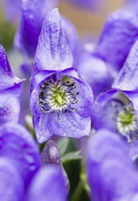 Wala 暖身舒緩疼痛按摩油 ACONIT SCHMERZÖL 100ml