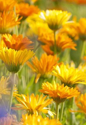 Wala 天然傷口凝膠 WUND- UND BRANDGEL 30克