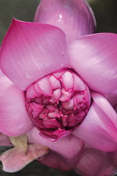 Khadi 玫瑰美容滋潤身體油 100 毫升AYURVEDISCHES ELIXIER SKIN & SOUL KÖRPERÖL PINK LOTUS BEAUTY