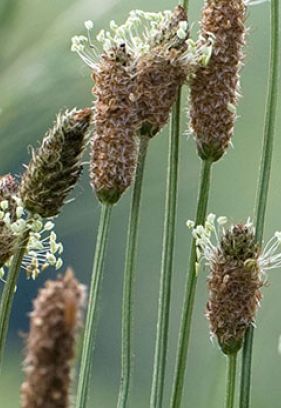 Wala 止咳糖漿 Plantago Hustensaft 90ml