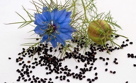 Seitenbacher Black Seed Oil 100ml / 2 Boxes Special Offer