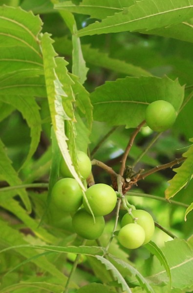 Khadi 舒緩平衡護髮油 50 毫升AYURVEDISCHES KOPFHAUTÖL NEEM HARMONY
