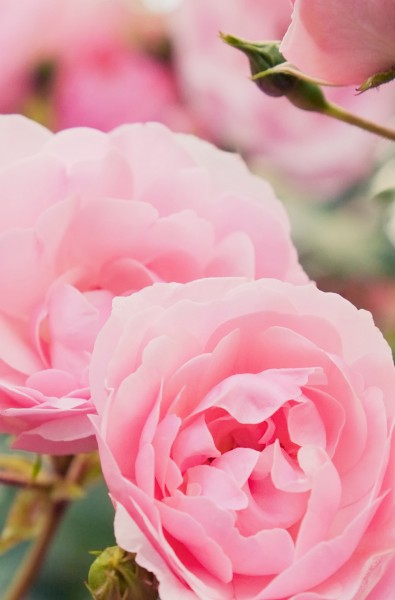 Khadi 受損修護玫瑰護髮油 50 毫升AYURVEDISCHES HAARÖL ROSE REPAIR